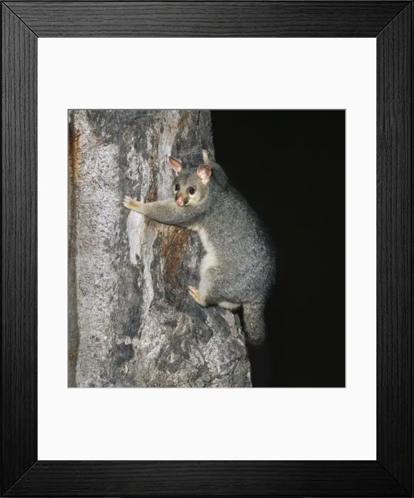Framed Print : Brushtail Possum