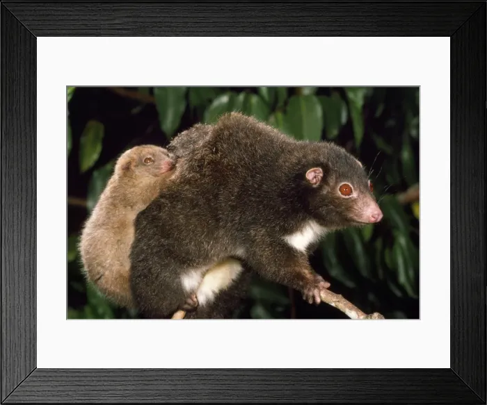 Framed Print : Herbert River Ringtail Possum - mother & young northeastern Queensland, Australia Framed Print : Herbert River Ringtail Possum - mother & young northeastern Queensland, Australia