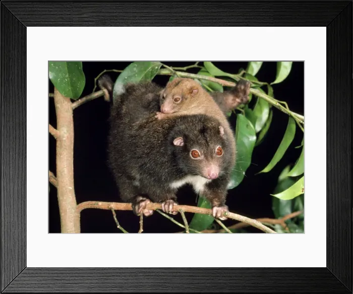 Framed Print : Herbert River Ringtail Possum - mother & young North East Queensland, Australia Framed Print : Herbert River Ringtail Possum - mother & young North East Queensland, Australia