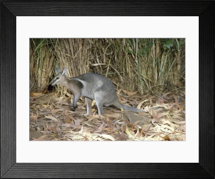 Framed Print : Bridled Nailtailed Wallaby - endangered species Central Queensland Framed Print : Bridled Nailtailed Wallaby - endangered species Central Queensland
