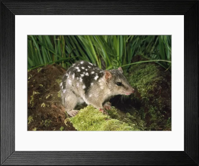 Framed Print : Dasyurus / Northern Quoll Mareeba North Queensland, Australia Framed Print : Dasyurus / Northern Quoll Mareeba North Queensland, Australia