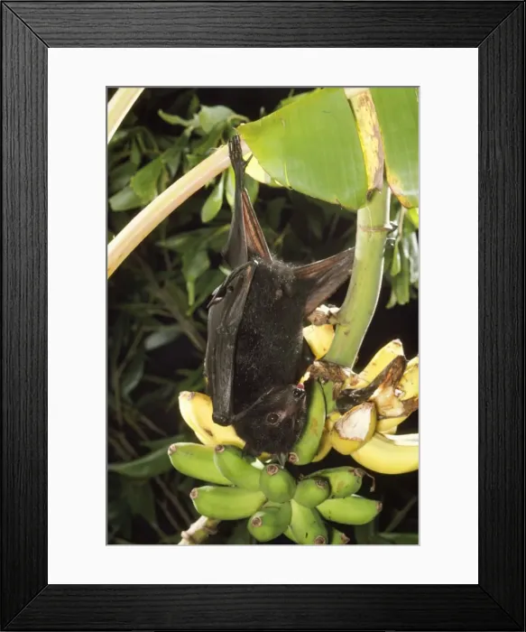 Framed Print : Black Flying Fox / Fruit Bat - Male Framed Print : Black Flying Fox / Fruit Bat - Male