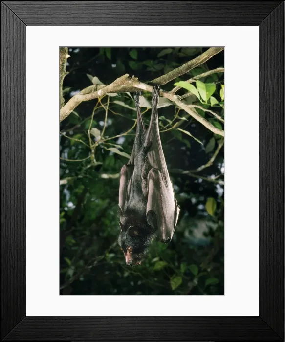 Framed Print : Black Flying Fox Framed Print : Black Flying Fox