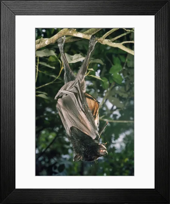 Framed Print : Black Flying Fox Framed Print : Black Flying Fox