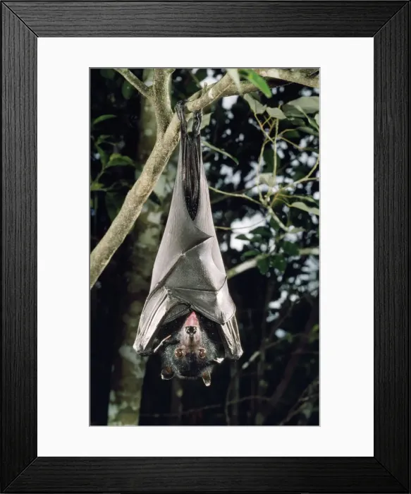 Framed Print : Largest Australian Fruit Bat / Black Flying Fox Distribution: Northern Territory & Queensland Australia also Papua New Guinea Indonesia Framed Print : Largest Australian Fruit Bat / Black Flying Fox Distribution: Northern Territory & Queensland Australia also Papua New Guinea Indonesia