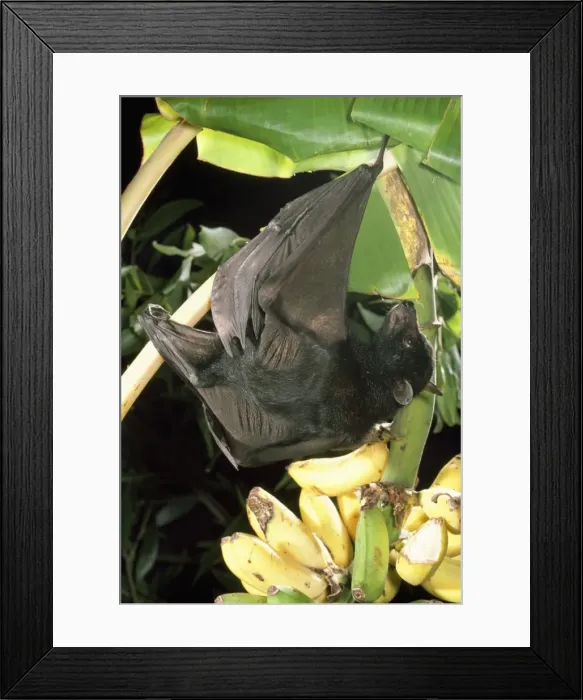 Framed Print : Largest Australian Fruit Bat  /  Black Flying Fox Australia & Indonesia