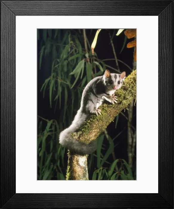 Framed Print : Squirrel Glider - rare marsupial of forests. Australia Framed Print : Squirrel Glider - rare marsupial of forests. Australia