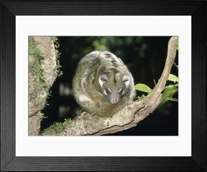 Framed Print : Green Ringtail Possum - resting Framed Print : Green Ringtail Possum - resting