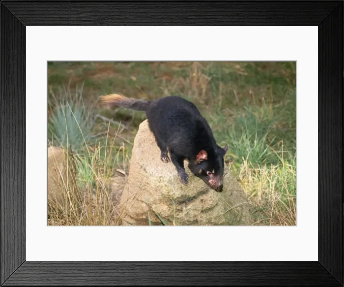Framed Print : Tasmanian Devil Tasmania Australia Framed Print : Tasmanian Devil Tasmania Australia