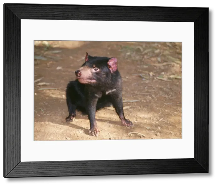 Framed Print : Tasmanian Devil - absorbing warmth from winter sun Framed Print : Tasmanian Devil - absorbing warmth from winter sun