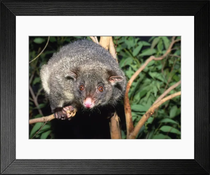 Framed Print : Mountain Brushtail Possum - on Eucalyptus branch Southern Queensland to Southern Victoria, Australia Framed Print : Mountain Brushtail Possum - on Eucalyptus branch Southern Queensland to Southern Victoria, Australia