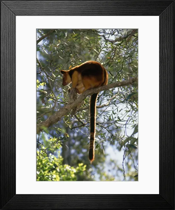 Framed Print : Goodfellows Tree Kangaroo - endangered South East New Guinea Framed Print : Goodfellows Tree Kangaroo - endangered South East New Guinea