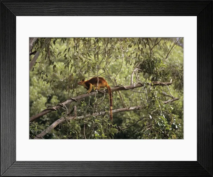 Framed Print : Goodfellow's Tree Kangaroo Papua New Guinea Framed Print : Goodfellow's Tree Kangaroo Papua New Guinea