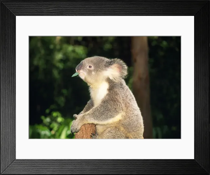 Framed Print : Koala - perched on tree chewing Eucalyptus leaf Australia Framed Print : Koala - perched on tree chewing Eucalyptus leaf Australia