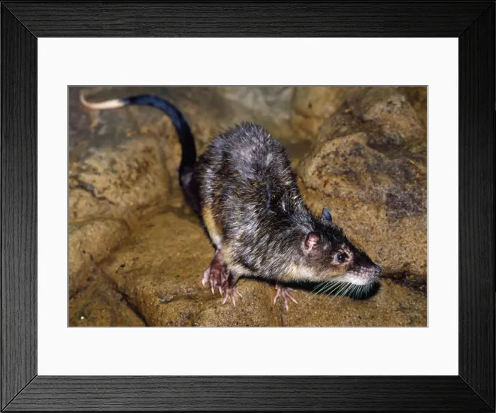 Framed Print : Water Rat - on creek bank Australia Framed Print : Water Rat - on creek bank Australia