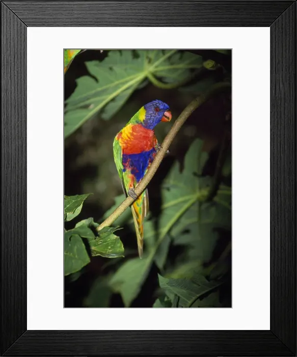Framed Print : Rainbow Lorikeet Distribution: Eastern Australia Framed Print : Rainbow Lorikeet Distribution: Eastern Australia