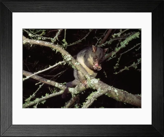 Framed Print : Mountain Brushtail Possum South East Australia Framed Print : Mountain Brushtail Possum South East Australia