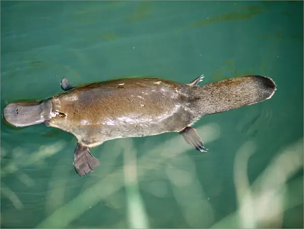 Duck-billed Platypus On surface near bank of creek. Distribution: Eastcoast Australia & Tasmania