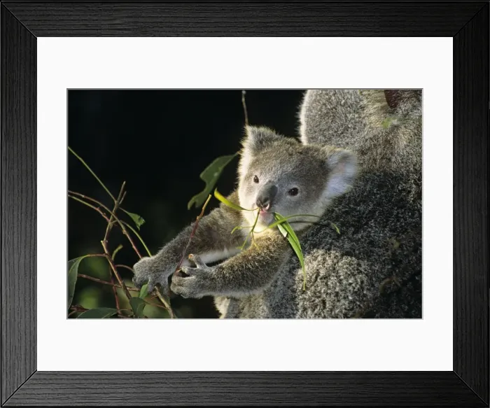 Framed Print : Koala - joey feeding on eucalyptus leaves. Dist: Eastern Australia Framed Print : Koala - joey feeding on eucalyptus leaves. Dist: Eastern Australia