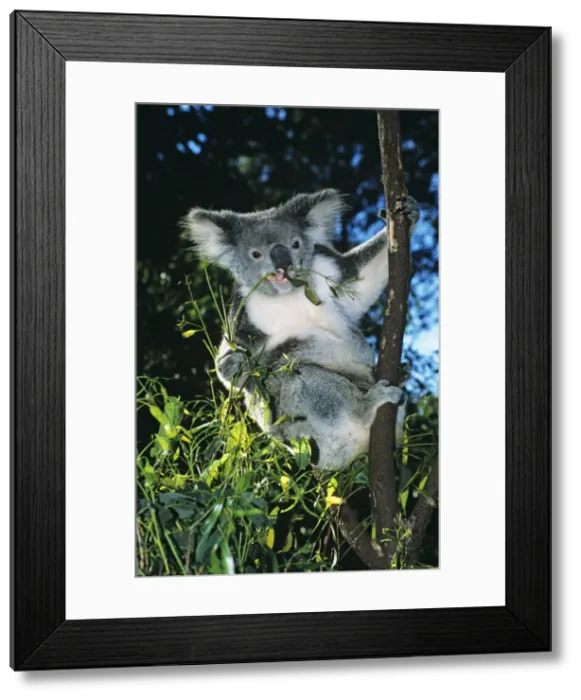 Framed Print : Koala Feeding on Eucalyptus leaves Dist: Eastern Australia Framed Print : Koala Feeding on Eucalyptus leaves Dist: Eastern Australia