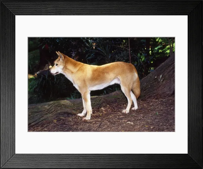 Framed Print : Dingo - in forest clearing Australia Family: Canidae Framed Print : Dingo - in forest clearing Australia Family: Canidae