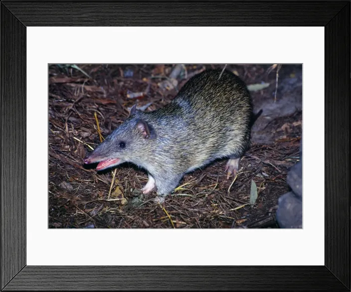 Framed Print : Northern Brown Bandicoot Distribution: North West through Northern Territiry to North New South Wales Framed Print : Northern Brown Bandicoot Distribution: North West through Northern Territiry to North New South Wales
