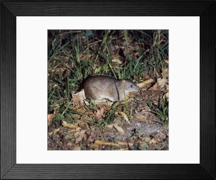Framed Print : Common Short-nosed / Brown Bandicoot Framed Print : Common Short-nosed / Brown Bandicoot