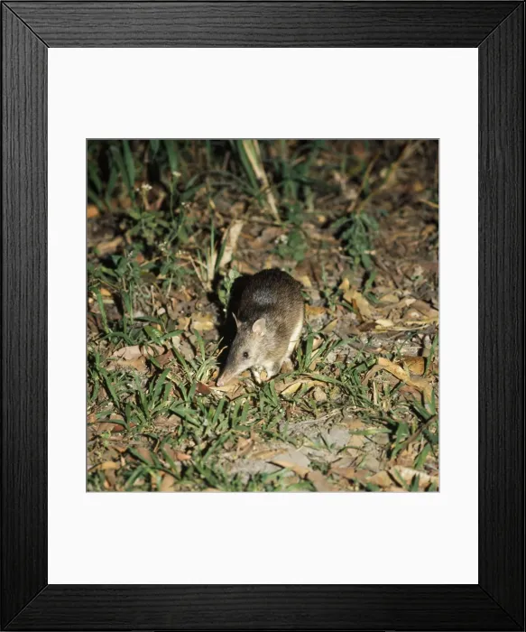 Framed Print : Long-nosed Bandicoot Framed Print : Long-nosed Bandicoot