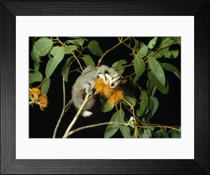 Framed Print : Sugar Glider - feeding on flower Australia