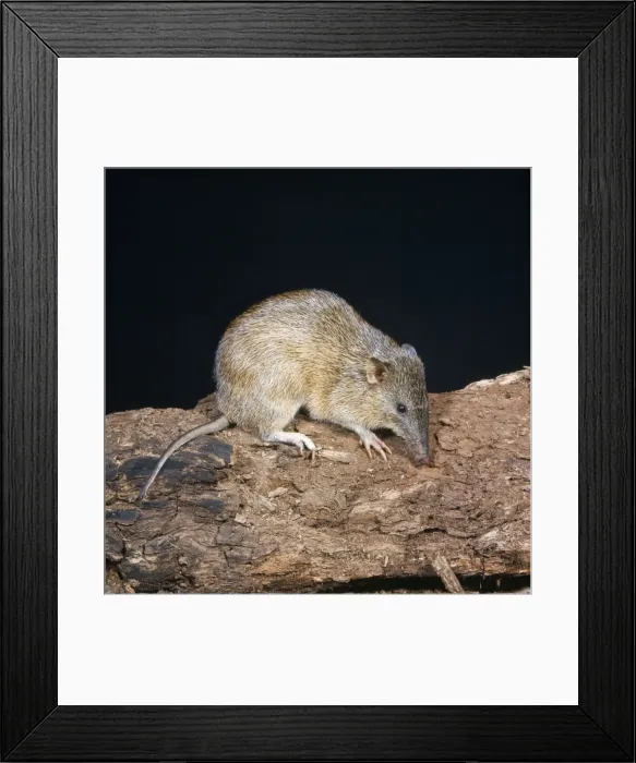 Framed Print : Brindled Bandicoot Framed Print : Brindled Bandicoot