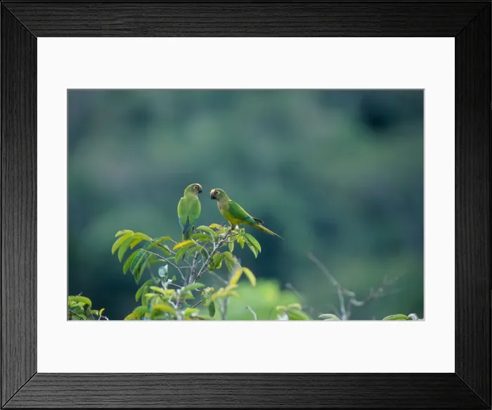 Framed Print : Leontopithecus chrysomelas