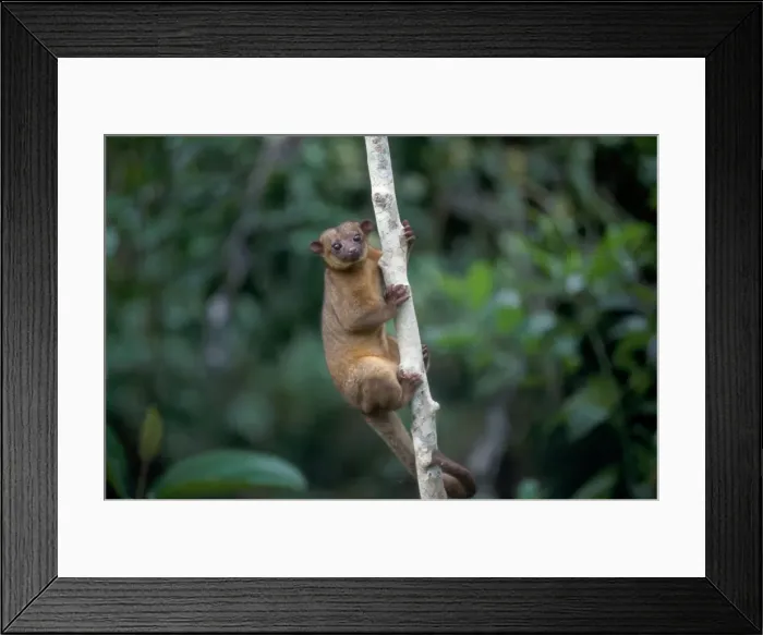 Framed Print : Potos flavus Framed Print : Potos flavus