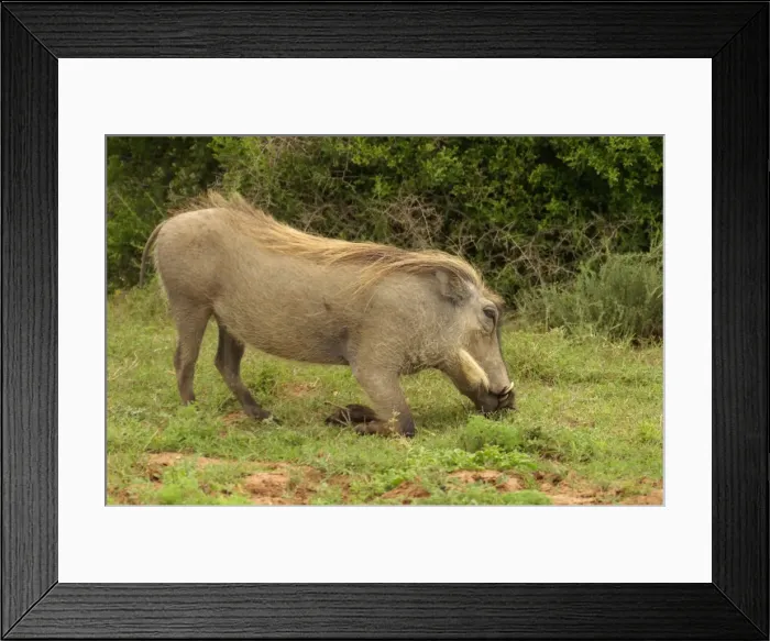 Framed Print : Warthog - Warthog grazing in typical kneeling position, Addo Elephant National Park, Eastern Cape, South Africa Framed Print : Warthog - Warthog grazing in typical kneeling position, Addo Elephant National Park, Eastern Cape, South Africa