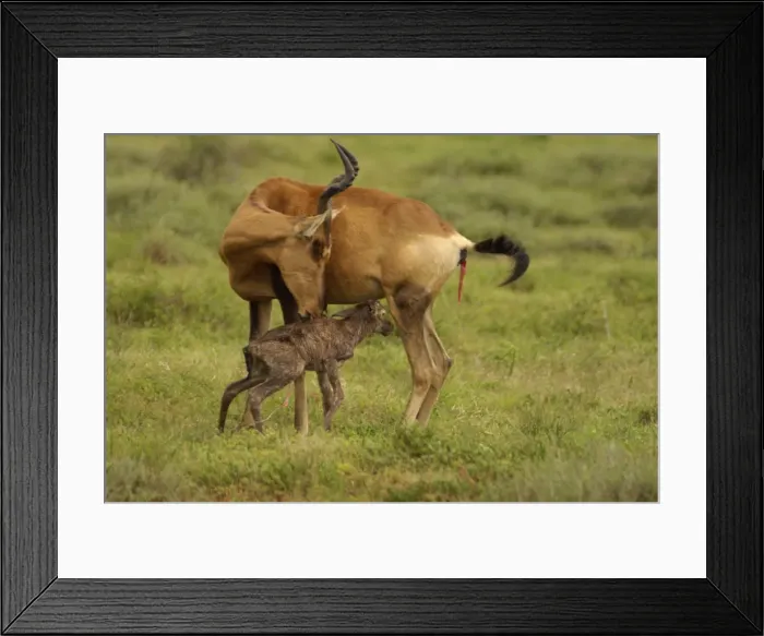Framed Print : Red Hartebeest cow with newborn calf - Addo Elephant National Park, Eastern Cape, South Africa Framed Print : Red Hartebeest cow with newborn calf - Addo Elephant National Park, Eastern Cape, South Africa