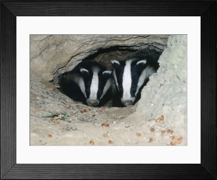 Framed Print : Badgers - in sett Framed Print : Badgers - in sett