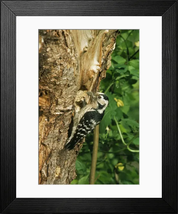 Framed Print : Lesser Spotted Woodpecker - female Framed Print : Lesser Spotted Woodpecker - female