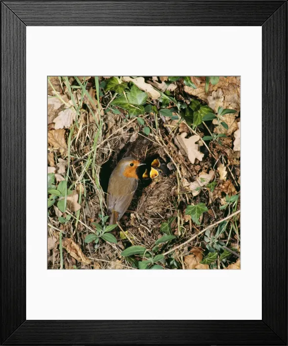 Framed Print : Robin - at nest with young Framed Print : Robin - at nest with young