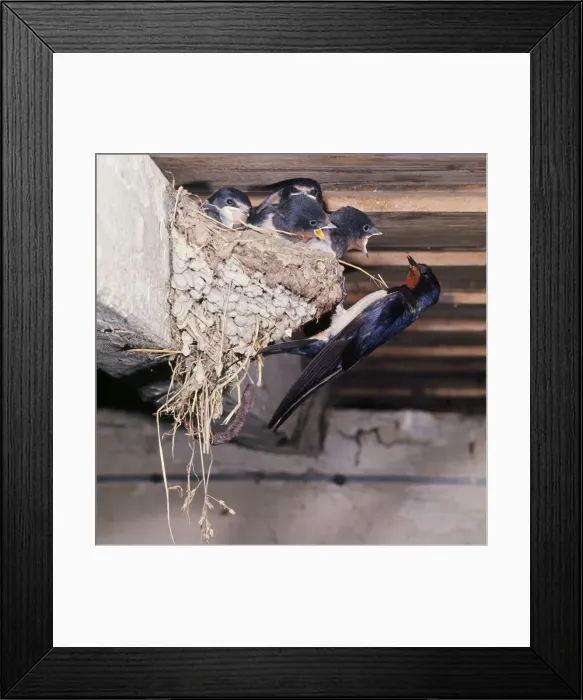 Framed Print : Swallow - at nest with young Framed Print : Swallow - at nest with young