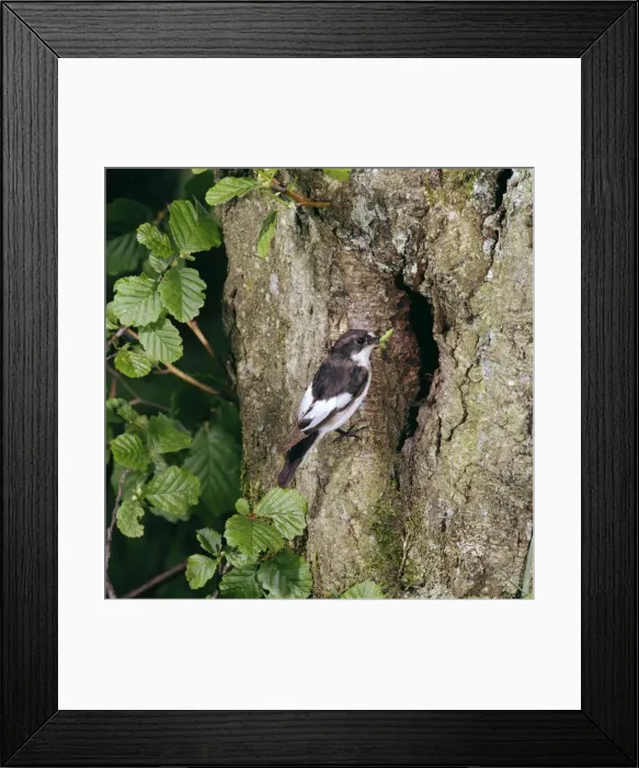 Framed Print : Pied Flycatcher Framed Print : Pied Flycatcher