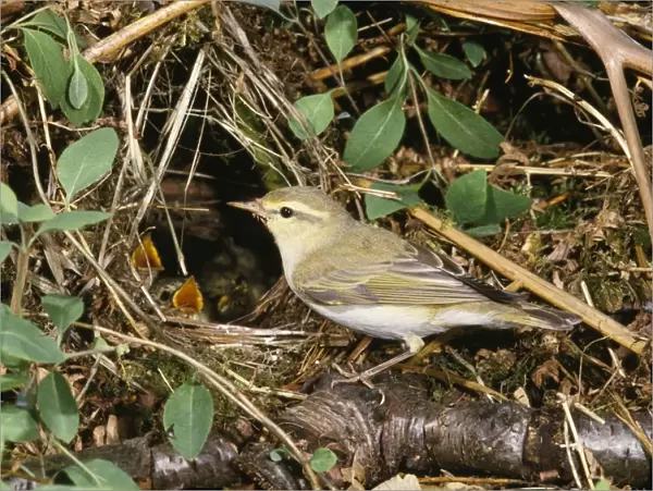 Wood Warbler - at nest with young