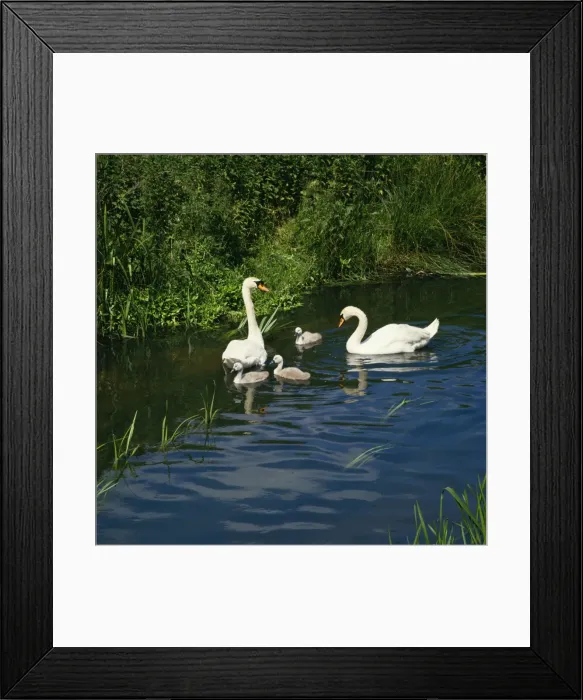 Framed Print : Mute Swan With cygnets Framed Print : Mute Swan With cygnets