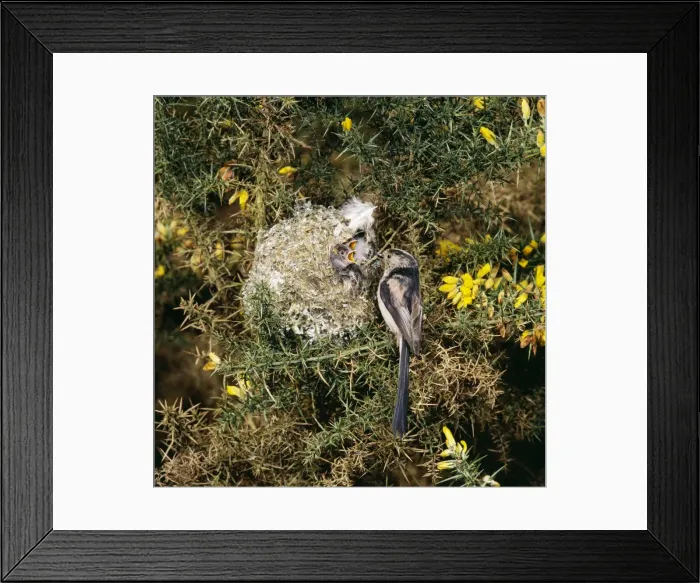 Framed Print : Long-tailed Tit - at nest feeding young Framed Print : Long-tailed Tit - at nest feeding young