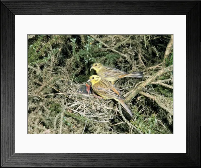 Framed Print : Yellowhammer 2 adults at nest feeding chicks Framed Print : Yellowhammer 2 adults at nest feeding chicks