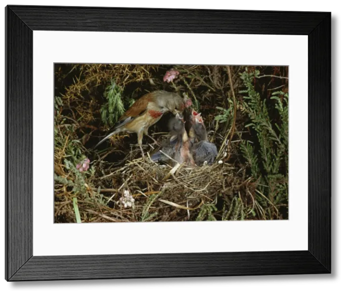 Framed Print : Linnet At nest feeding young
