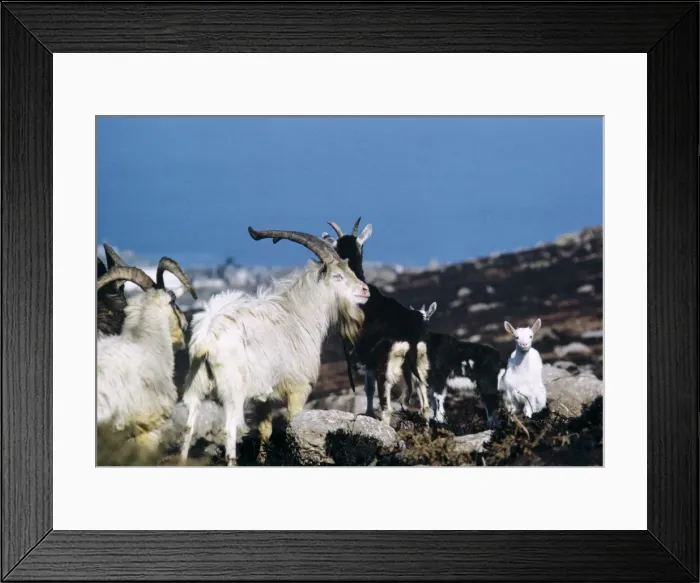 Framed Print : Feral Goat Framed Print : Feral Goat