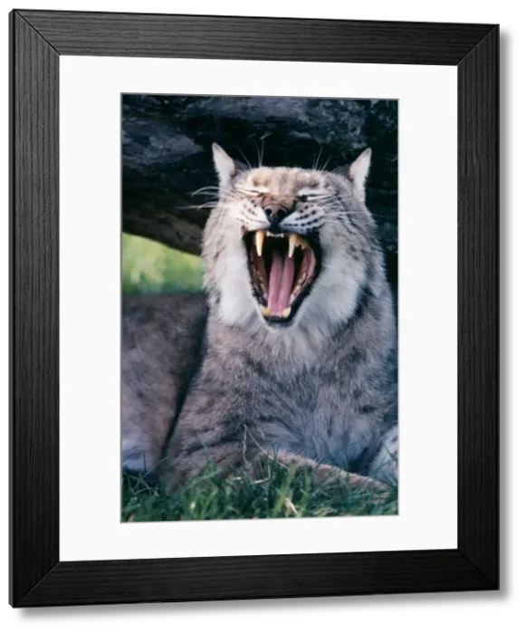 Framed Print : European Lynx - yawning Framed Print : European Lynx - yawning