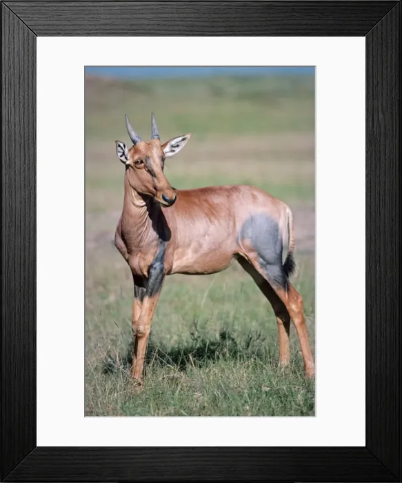 Framed Print : Topi. JD-1181. Korrigum - sub-species of Topi Framed Print : Topi. JD-1181. Korrigum - sub-species of Topi