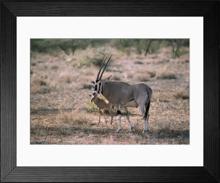 Framed Print : Beisa Oryx - with young Framed Print : Beisa Oryx - with young