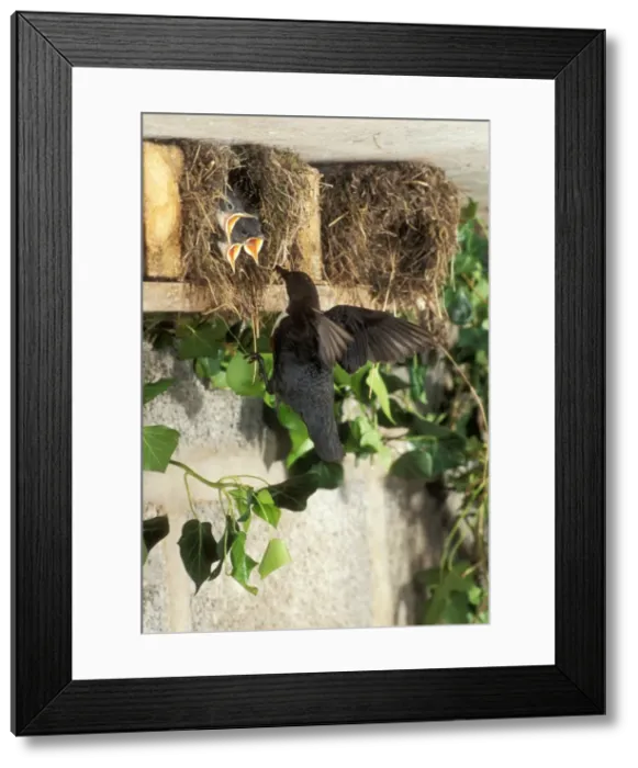 Framed Print : Dipper At nest feeding chicks Framed Print : Dipper At nest feeding chicks