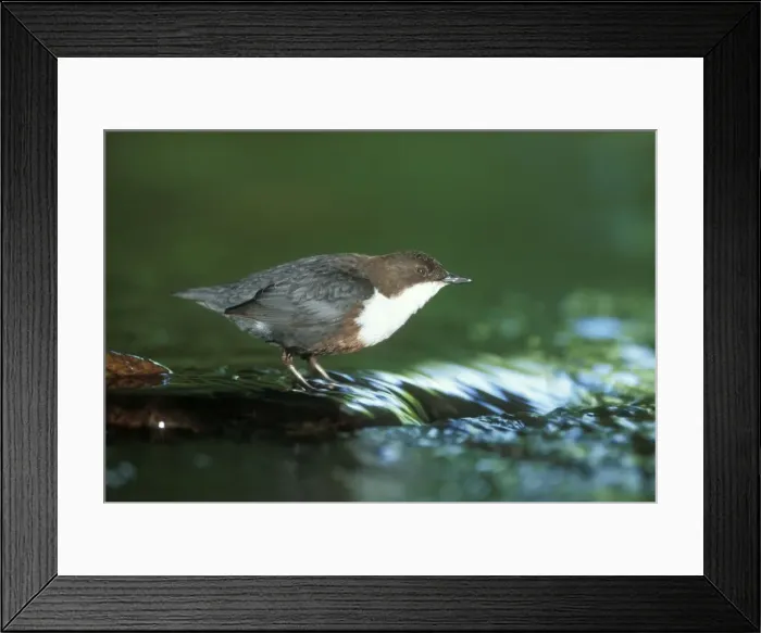 Framed Print : Dipper. JD-12864. DIPPER STANDS IN RUNNING WATER Framed Print : Dipper. JD-12864. DIPPER STANDS IN RUNNING WATER